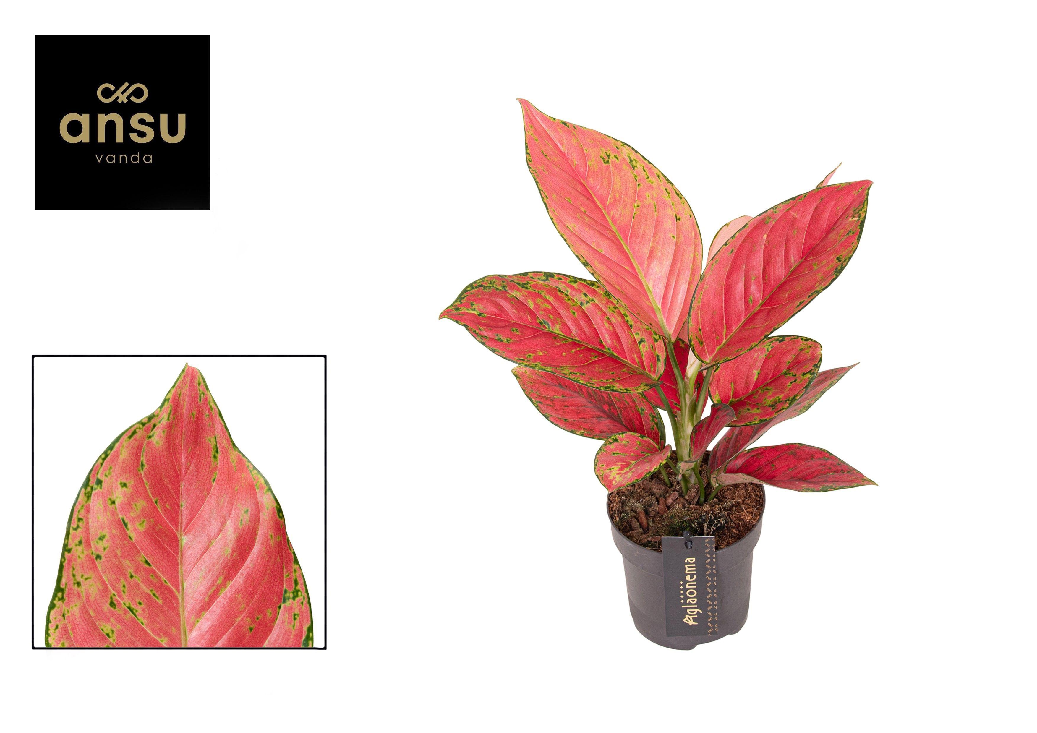 Горшечные цветы и растения оптом Aglaonema Ruby Love от 6шт из Голландии с доставкой по России