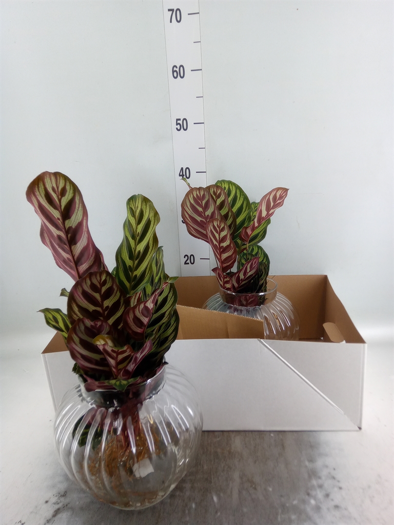 Горшечные цветы и растения оптом Calathea Makoyana от 2шт из Голландии с доставкой по России