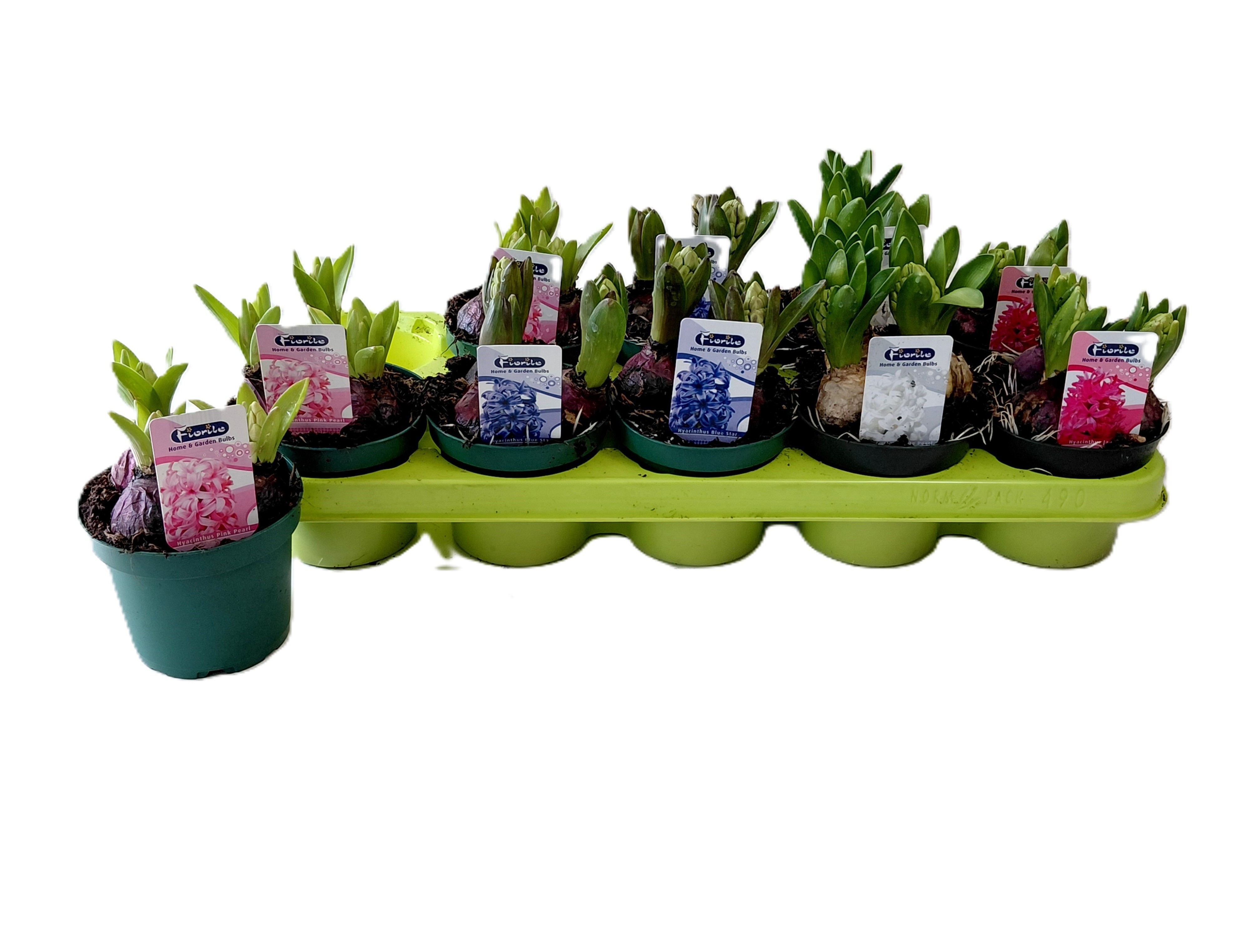 Горшечные цветы и растения оптом Hyacin Mixk 4 Kl от 10шт из Голландии с доставкой по России