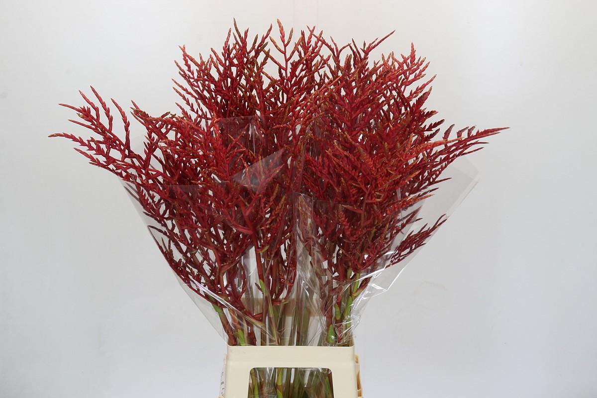 Срезанные цветы оптом Bromelia flower red paloma от 30шт из Голландии с доставкой по России