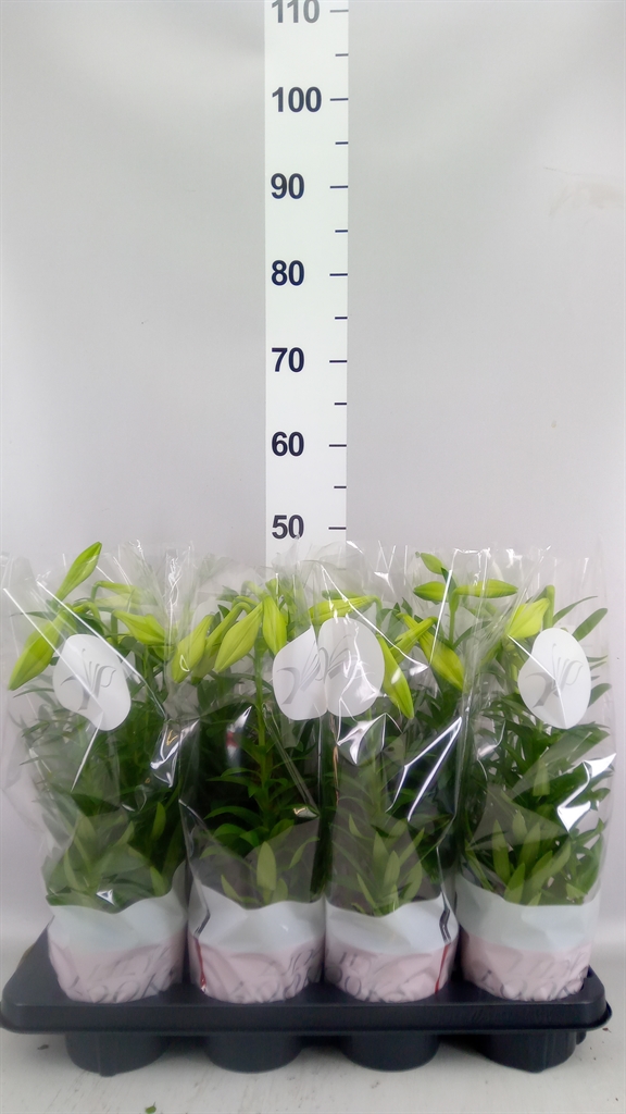 Горшечные цветы и растения оптом Lilium Long. miracle от 8шт из Голландии с доставкой по России