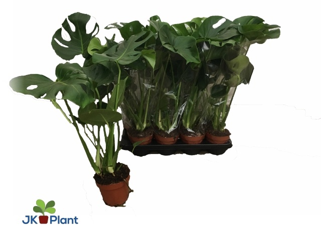 Горшечные цветы и растения оптом Monstera Deliciosa от 8шт из Голландии с доставкой по России Горшечные цветы и растения оптом Monstera Deliciosa от 8шт из Голландии с доставкой по России
