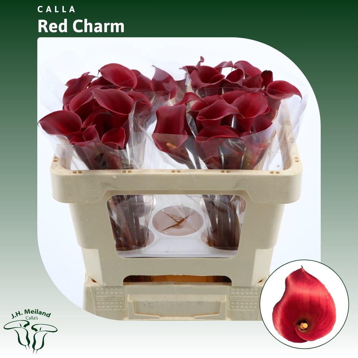 Срезанные цветы оптом Zantedeschia red charm от 40шт из Голландии с доставкой по России