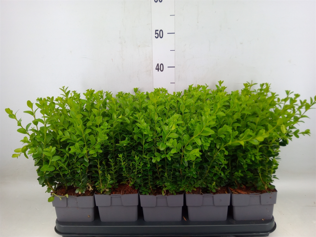 Горшечные цветы и растения оптом Buxus Semp.   ... от 10шт из Голландии с доставкой по России