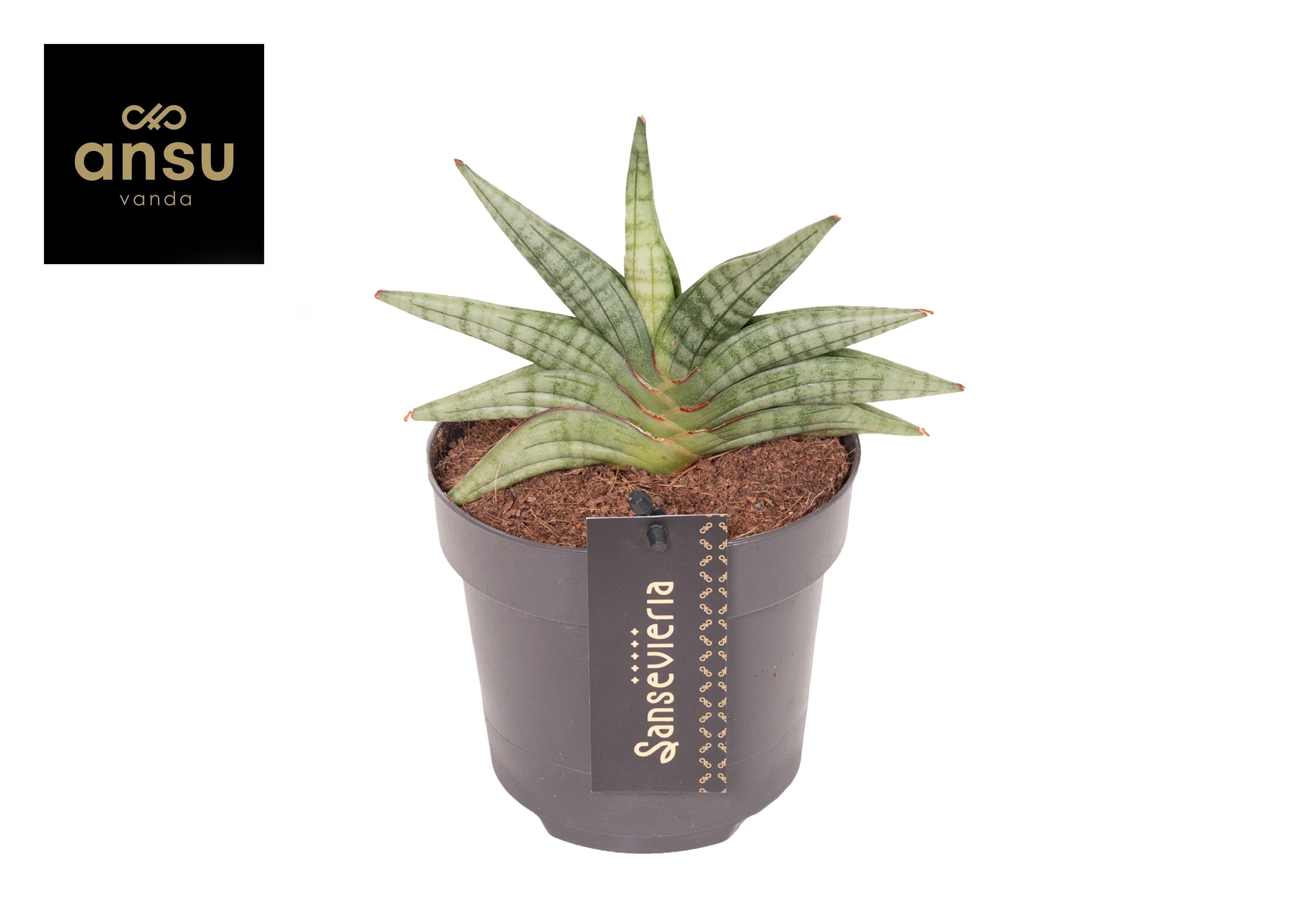 Горшечные цветы и растения оптом Sansevieria Inti Mini No. 1 от 6шт из Голландии с доставкой по России