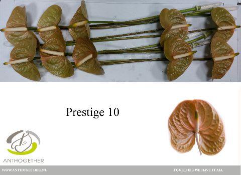 Срезанные цветы оптом Anthurium prestige от 16шт. из Голландии с доставкой по России
