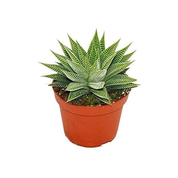 Горшечные цветы и растения оптом Haworthia Limifolia Spider White от 9шт из Голландии с доставкой по России