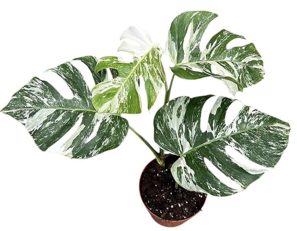 Горшечные цветы и растения оптом Monstera Deliciosa Variegata от 1шт из Голландии с доставкой по России