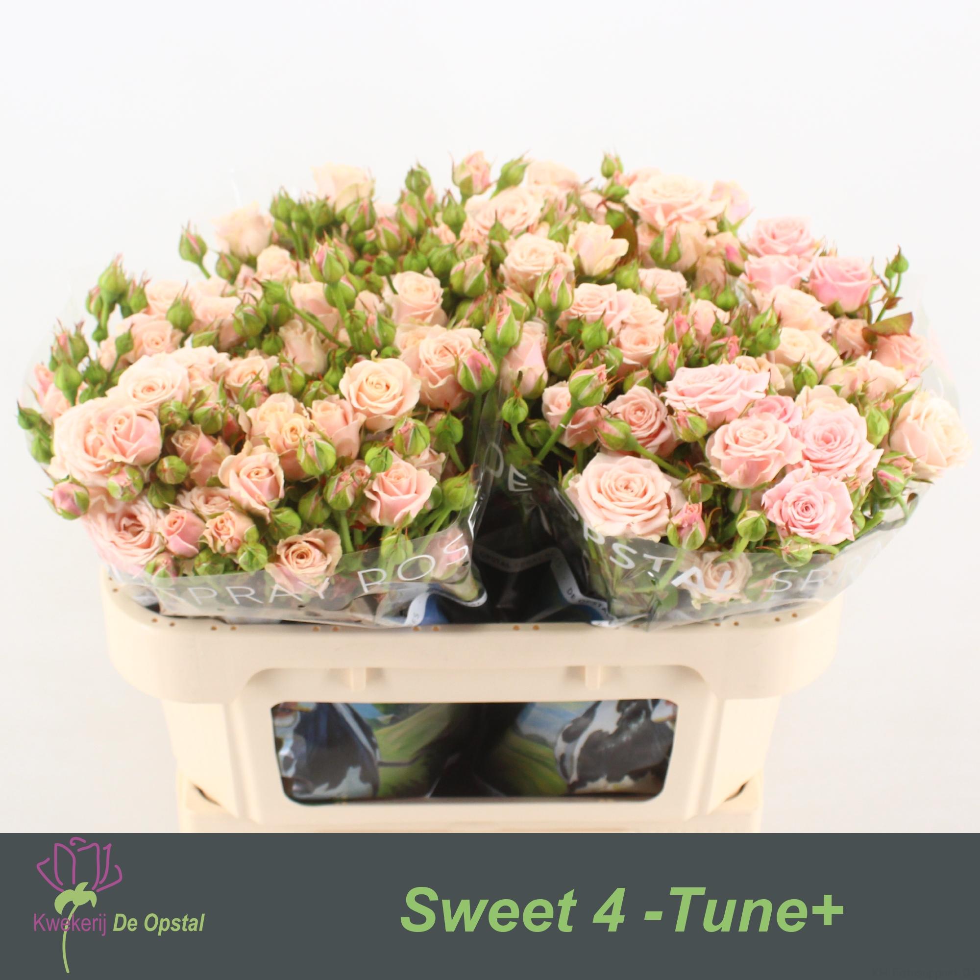 Срезанные цветы оптом Rosa spray sweet 4 tune от 30шт из Голландии с доставкой по России