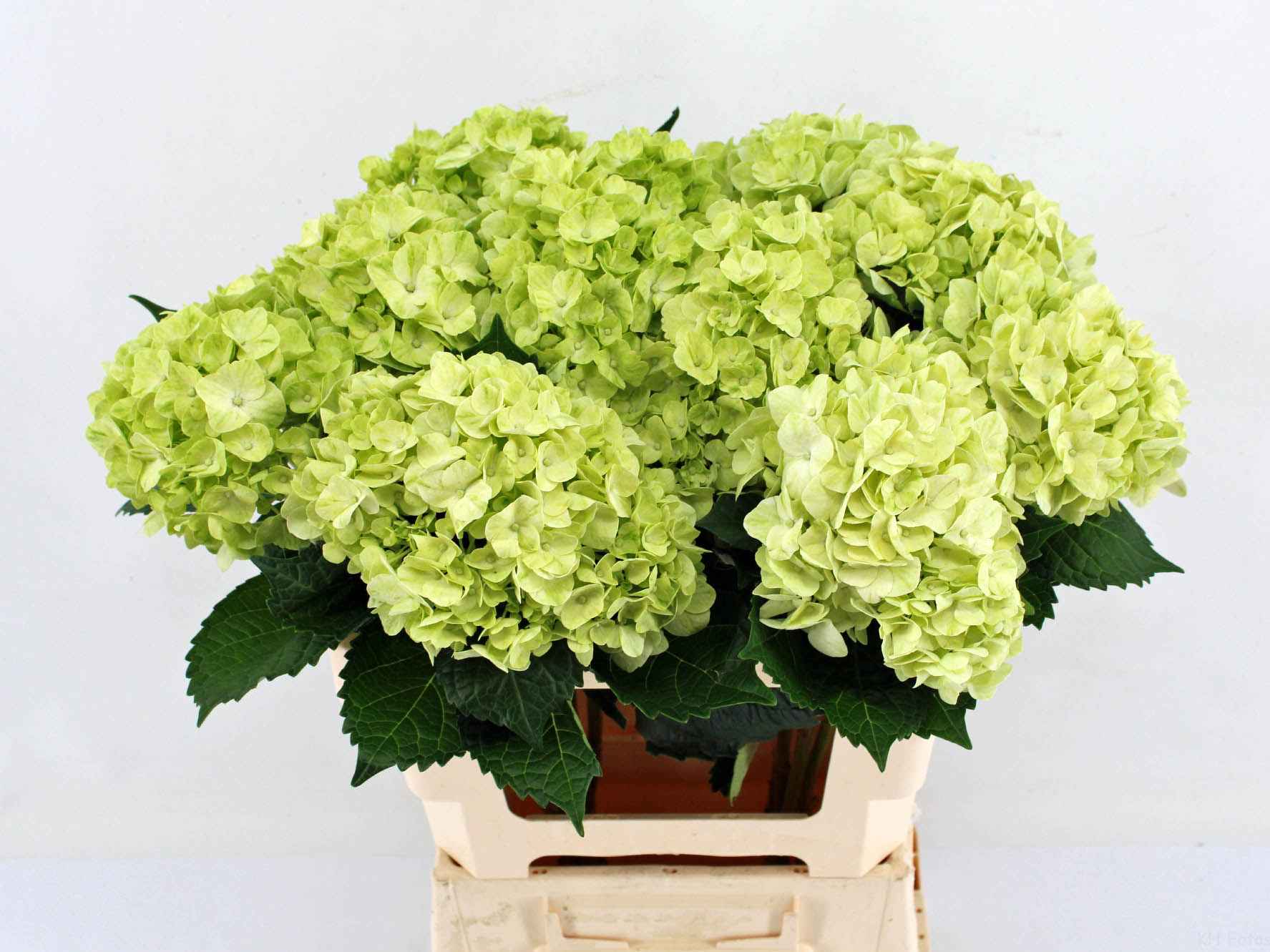 Срезанные цветы оптом Hydrangea lime green от 10шт из Голландии с доставкой по России