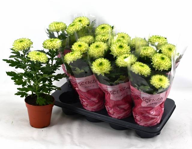Горшечные цветы и растения оптом Chrys Nova Lime от 8шт из Голландии с доставкой по России