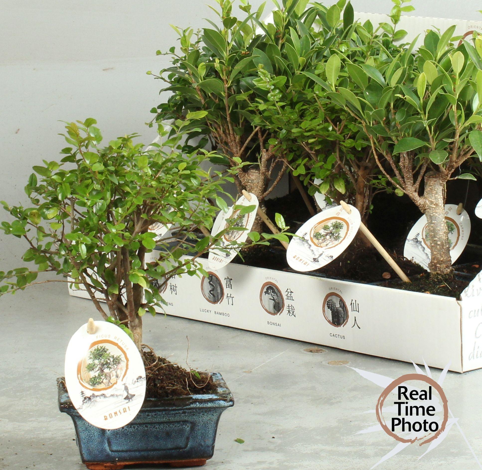 Горшечные цветы и растения оптом Bonsai Gem от 12шт из Голландии с доставкой по России