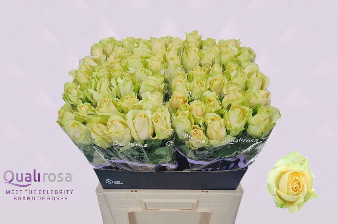 Срезанные цветы оптом Rosa la magic avalanche+ от 80шт из Голландии с доставкой по России