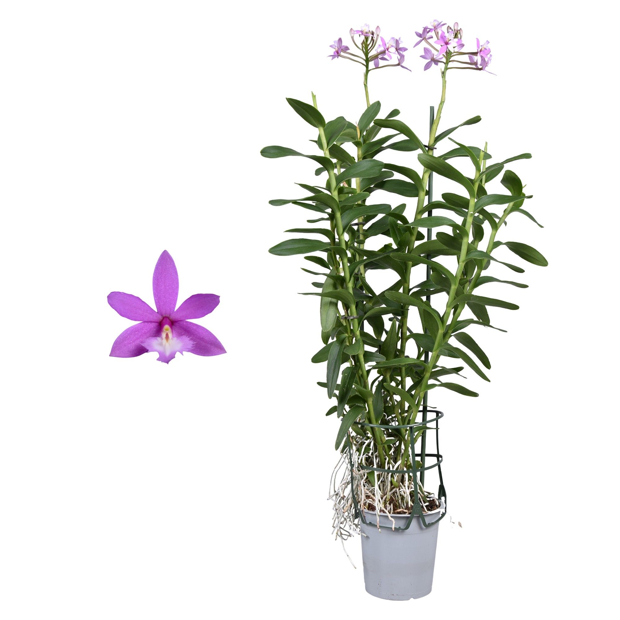 Горшечные цветы и растения оптом Epidendrum 2st Purple от 6шт из Голландии с доставкой по России