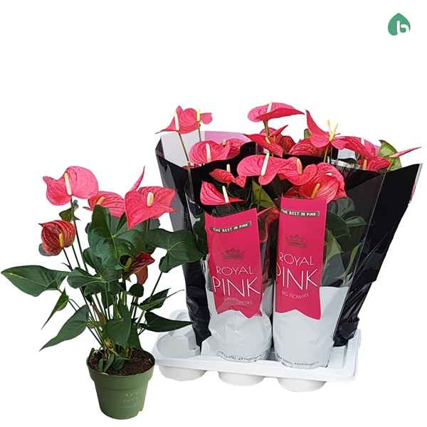 Горшечные цветы и растения оптом Anth An Royal Pink 6+ от 6шт из Голландии с доставкой по России
