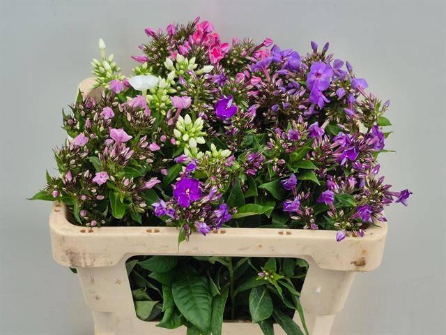 Срезанные цветы оптом Phlox mix in bucket от 50шт из Голландии с доставкой по России