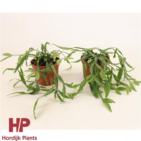 Горшечные цветы и растения оптом Rhipsalis Crispata от 8шт из Голландии с доставкой по России