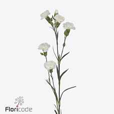 Срезанные цветы оптом Dianthus sp blanquita от 60шт из Голландии с доставкой по России