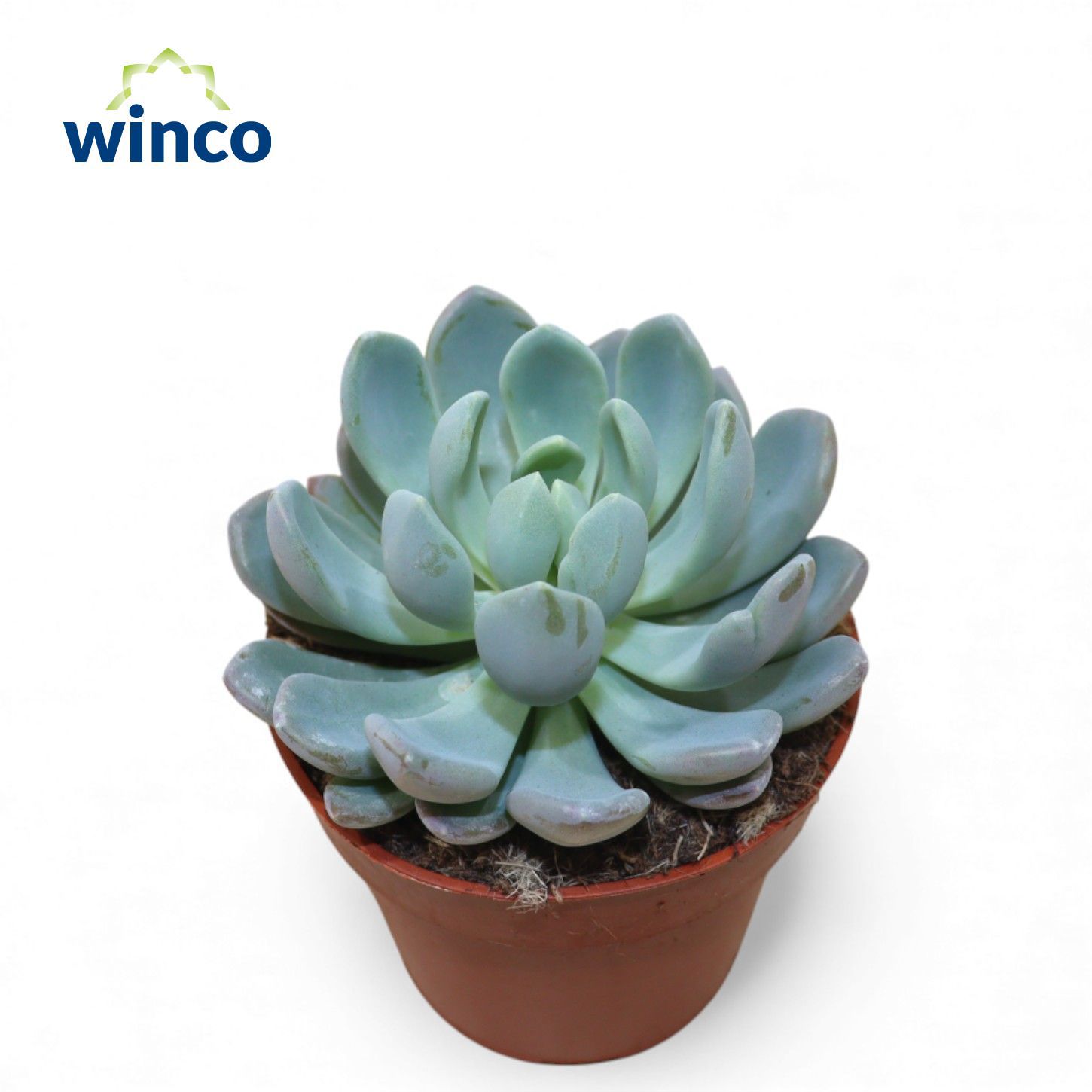 Горшечные цветы и растения оптом Echeveria Elegance от 18шт (для телеги) из Голландии с доставкой по России