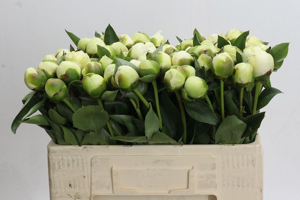 Срезанные цветы оптом Paeonia bridal shower от 80шт из Голландии с доставкой по России