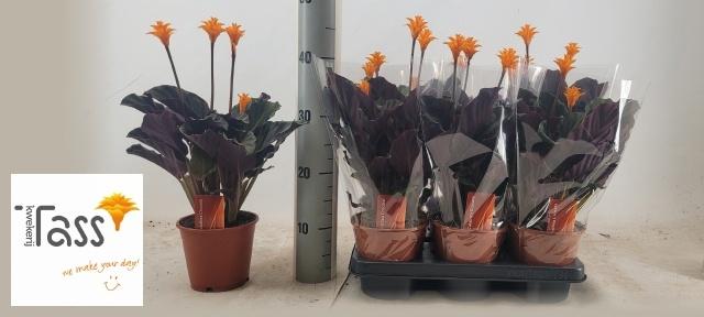 Горшечные цветы и растения оптом Calat Crocata от 6шт из Голландии с доставкой по России