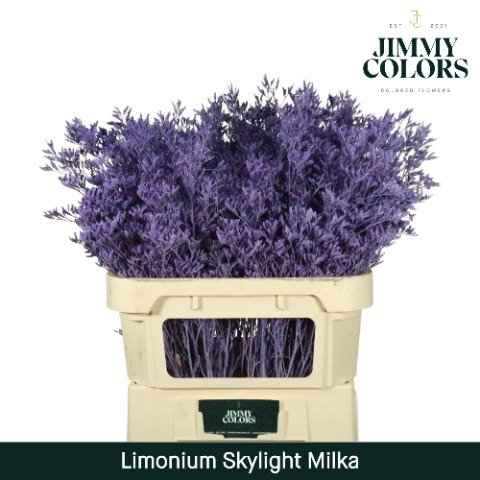 Срезанные цветы оптом Limonium skylight paint milka от 25шт из Голландии с доставкой по России