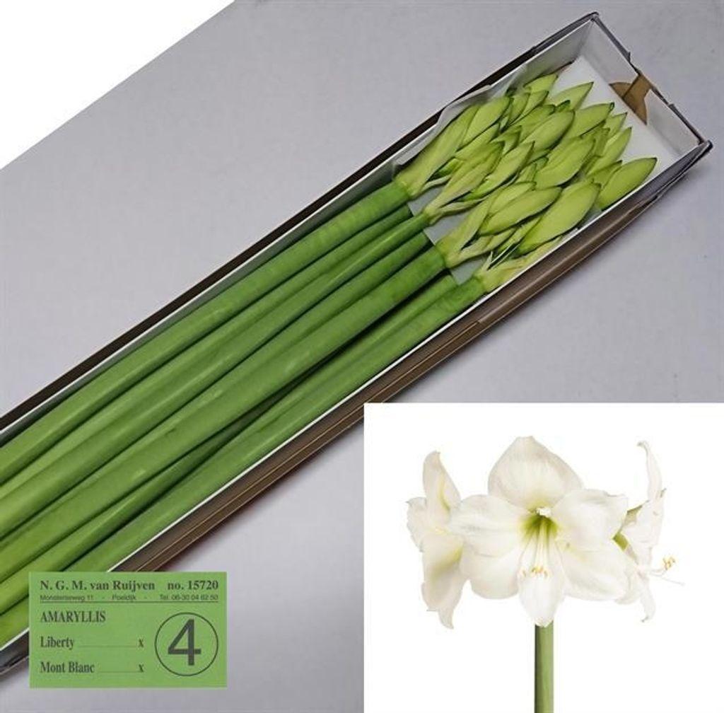 Срезанные цветы оптом Hippeastrum mont blanc от 12шт из Голландии с доставкой по России