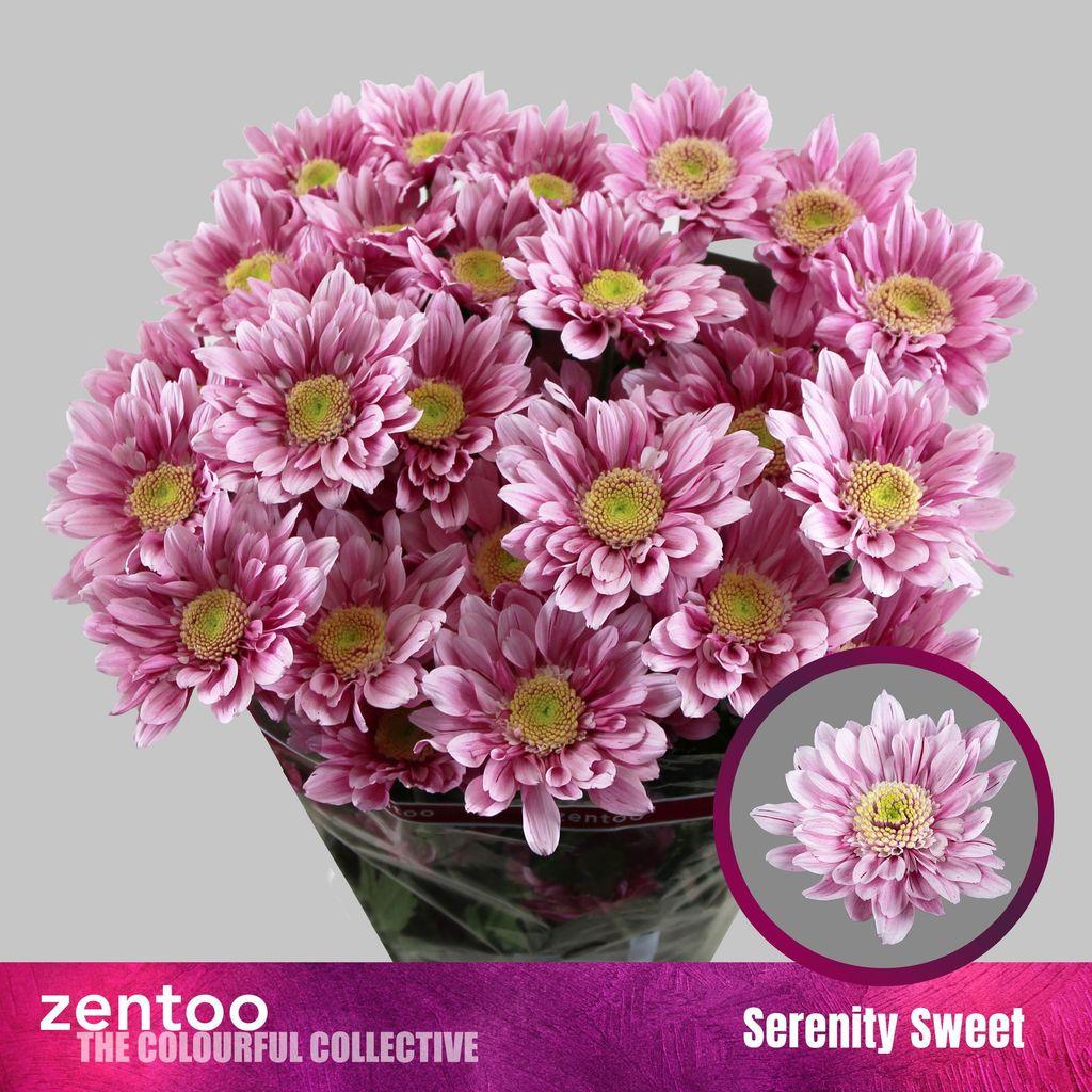 Срезанные цветы оптом Chrys sp serenity sweet от 80шт из Голландии с доставкой по России
