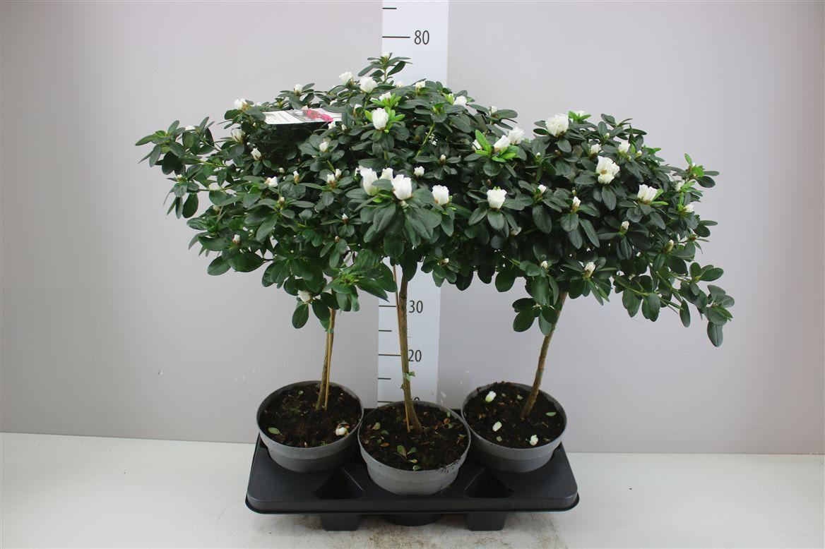 Горшечные цветы и растения оптом Rhododendron Si Op Stam Witte Vogel от 3шт из Голландии с доставкой по России