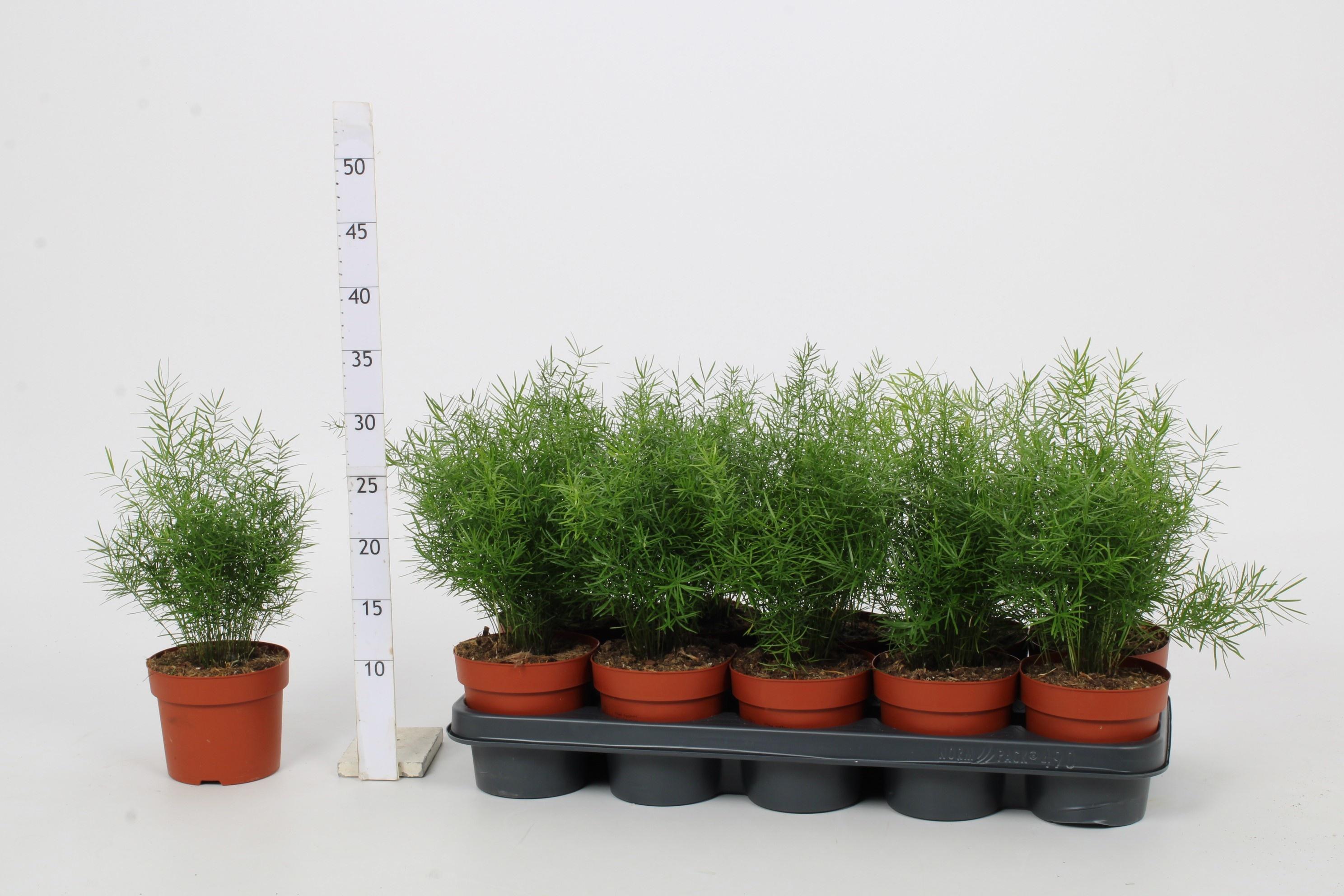 Горшечные цветы и растения оптом Aspar D Sprengeri от 10шт из Голландии с доставкой по России Горшечные цветы и растения оптом Aspar D Sprengeri от 10шт из Голландии с доставкой по России