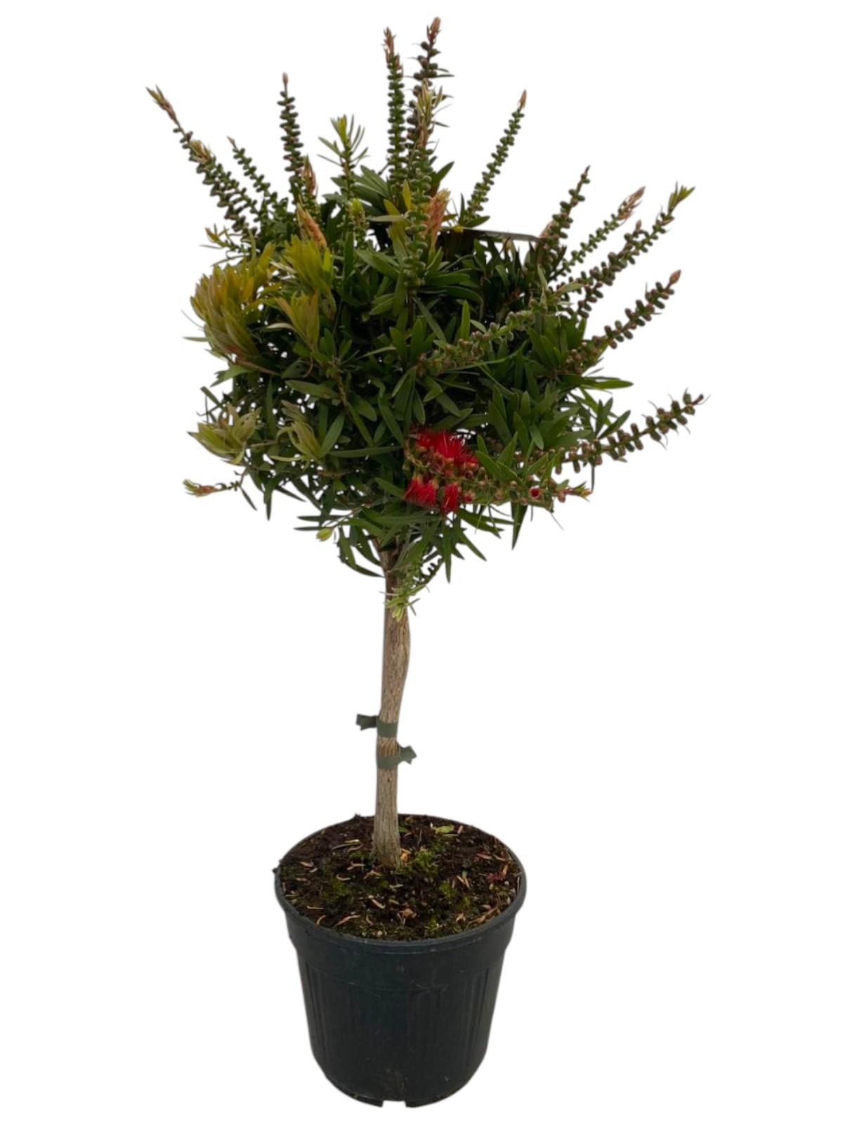 Горшечные цветы и растения оптом Callistemon Captain Cook On Stem от 1шт из Голландии с доставкой по России
