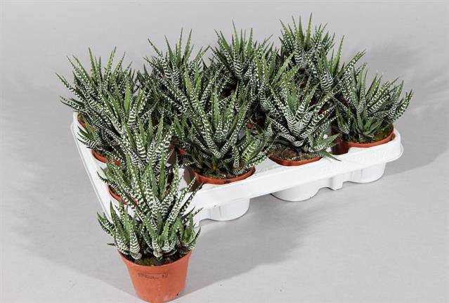 Горшечные цветы и растения оптом Haworthia Big Band от 12шт из Голландии с доставкой по России