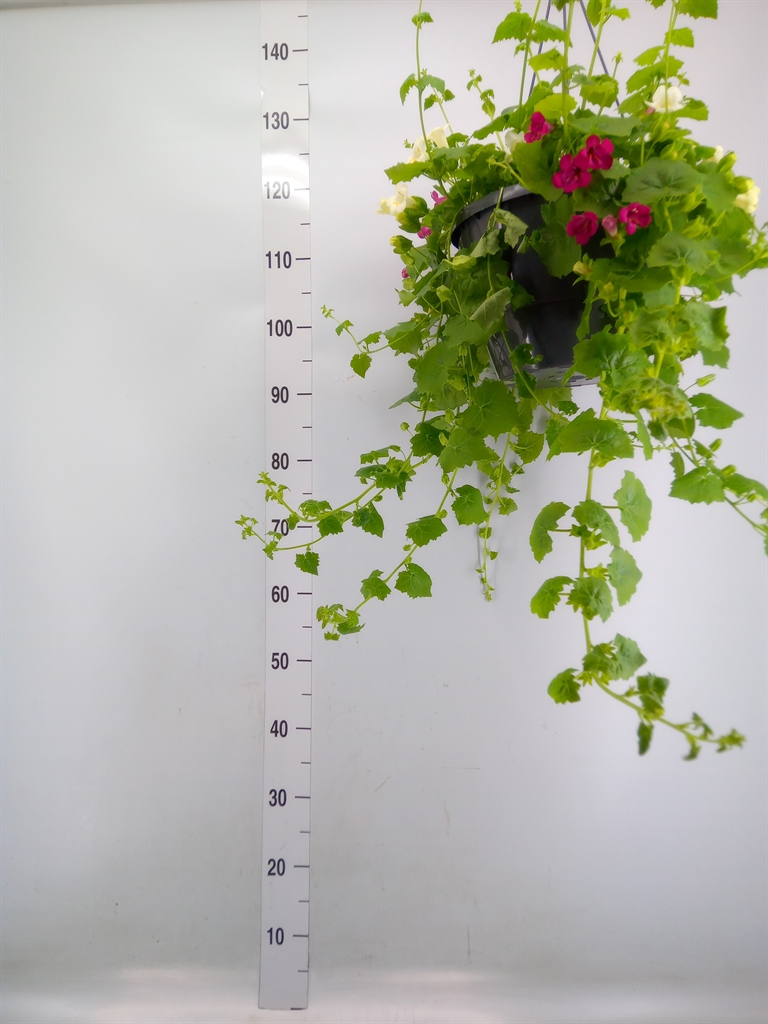 Горшечные цветы и растения оптом Lophospermum Scandens от 1шт из Голландии с доставкой по России