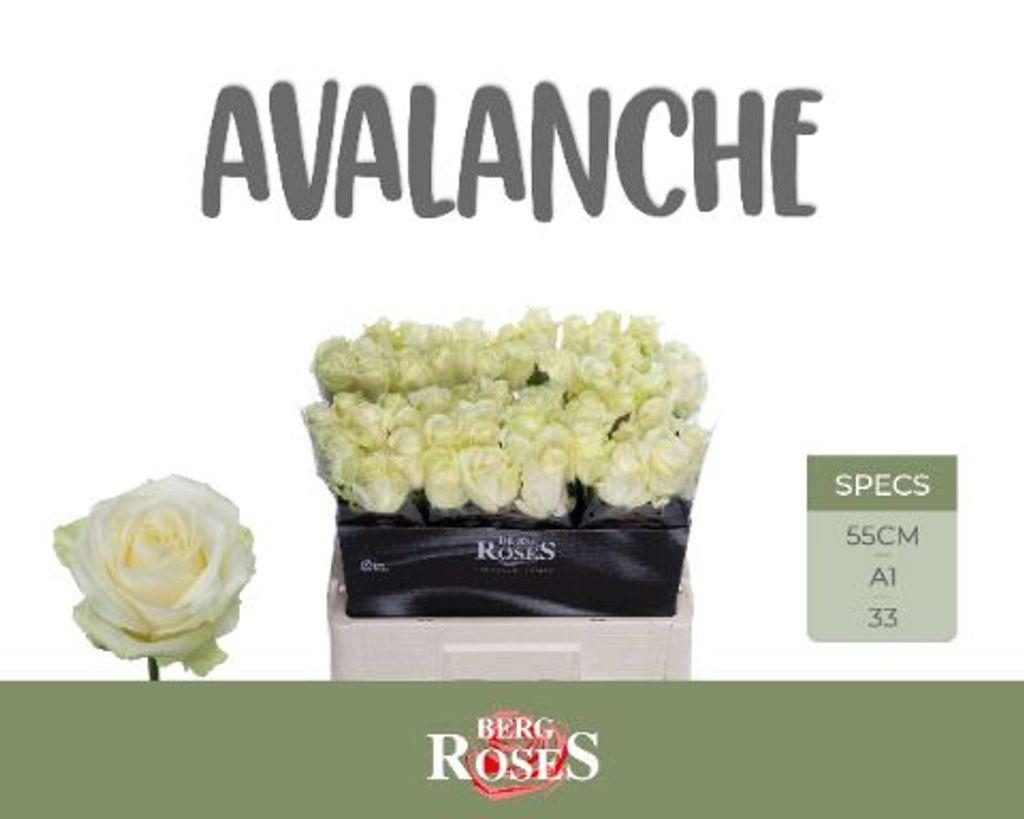 Срезанные цветы оптом Rosa large avalanche+ от 60шт из Голландии с доставкой по России