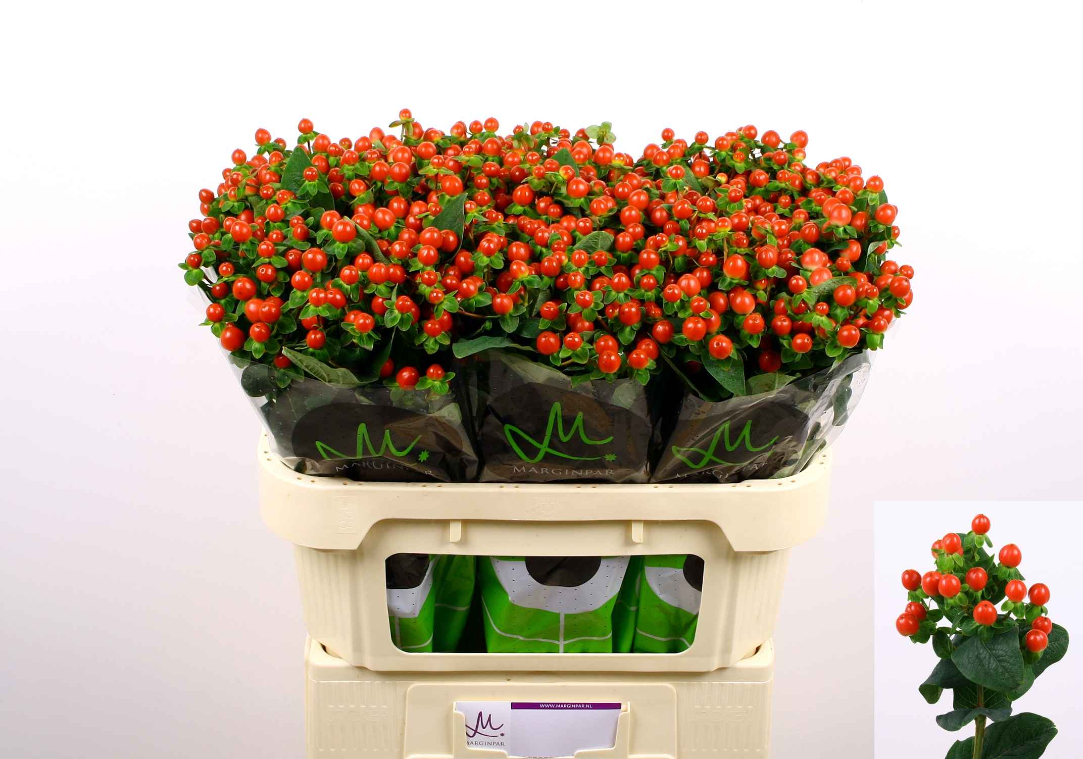 Срезанные цветы оптом Hypericum tomato flair от 80шт. из Голландии с доставкой по России