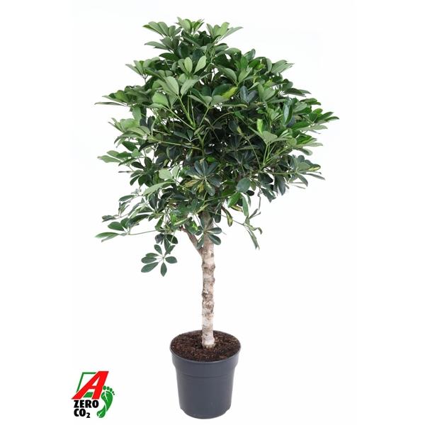 Горшечные цветы и растения оптом Schefflera Gold Capella On Stem от 1шт из Голландии с доставкой по России