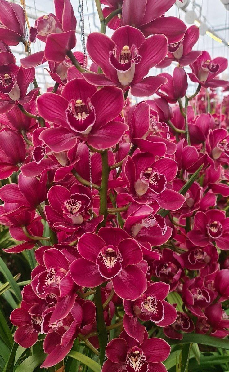 Срезанные цветы оптом Cymbidium red hades от 12шт из Голландии с доставкой по России