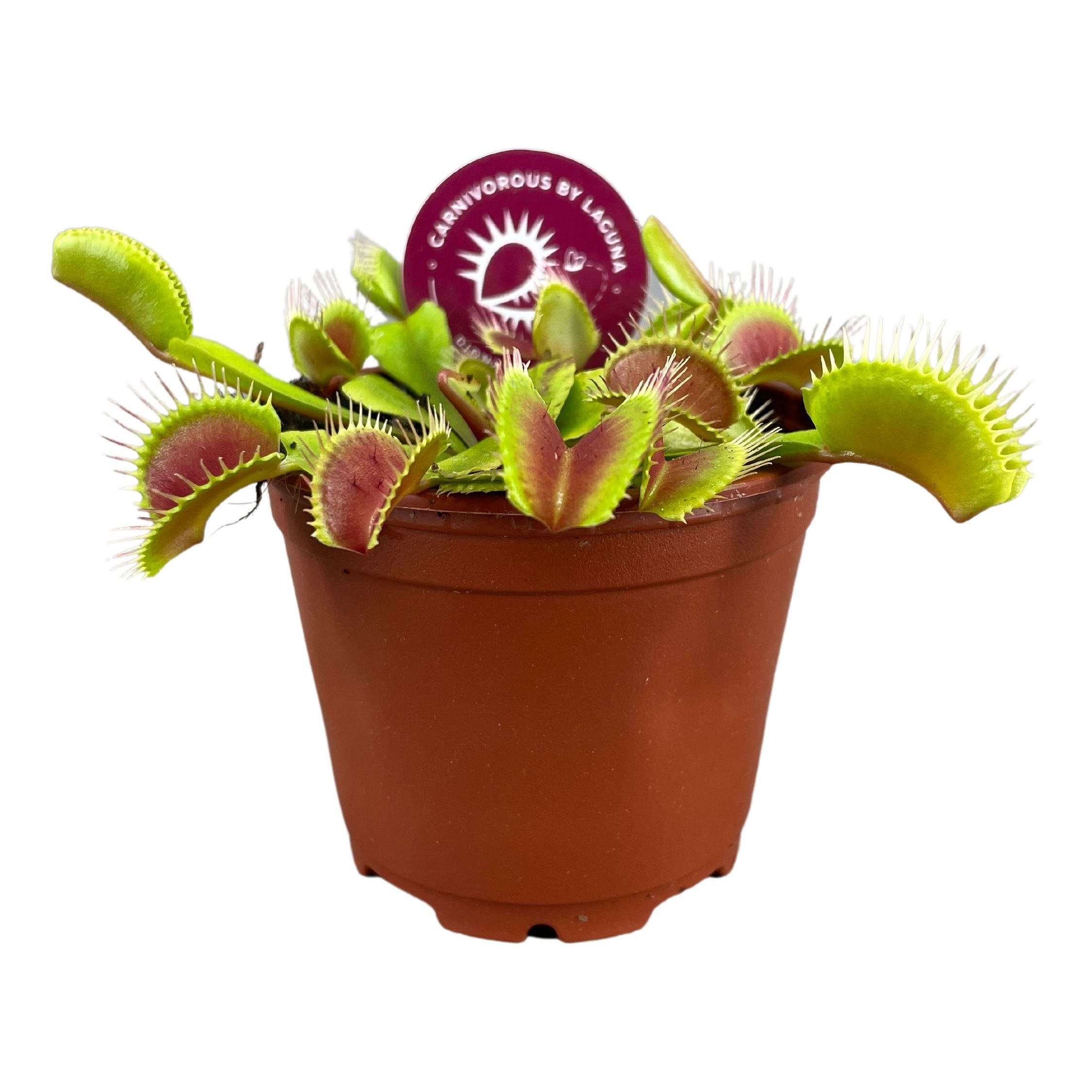 Горшечные цветы и растения оптом Dionaea Muscipula от 12шт (для телеги) из Голландии с доставкой по России