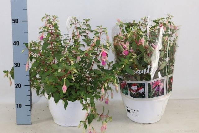 Горшечные цветы и растения оптом Fuchsia Ov от 1шт из Голландии с доставкой по России