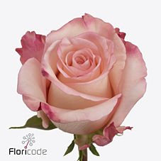 Срезанные цветы оптом Rosa large rhoslyn от 60шт из Голландии с доставкой по России