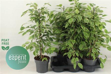 Горшечные цветы и растения оптом Ficus Be Golden King от 6шт из Голландии с доставкой по России