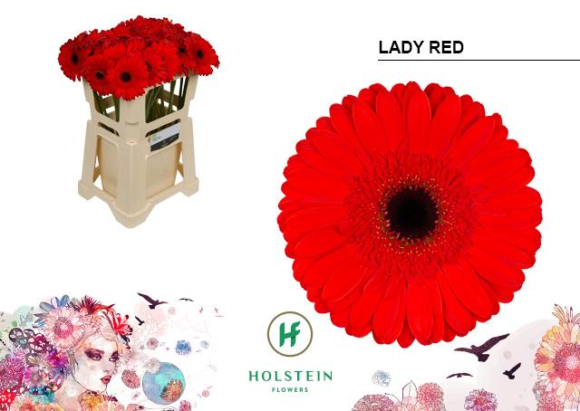 Срезанные цветы оптом Gerbera lady red от 40шт из Голландии с доставкой по России