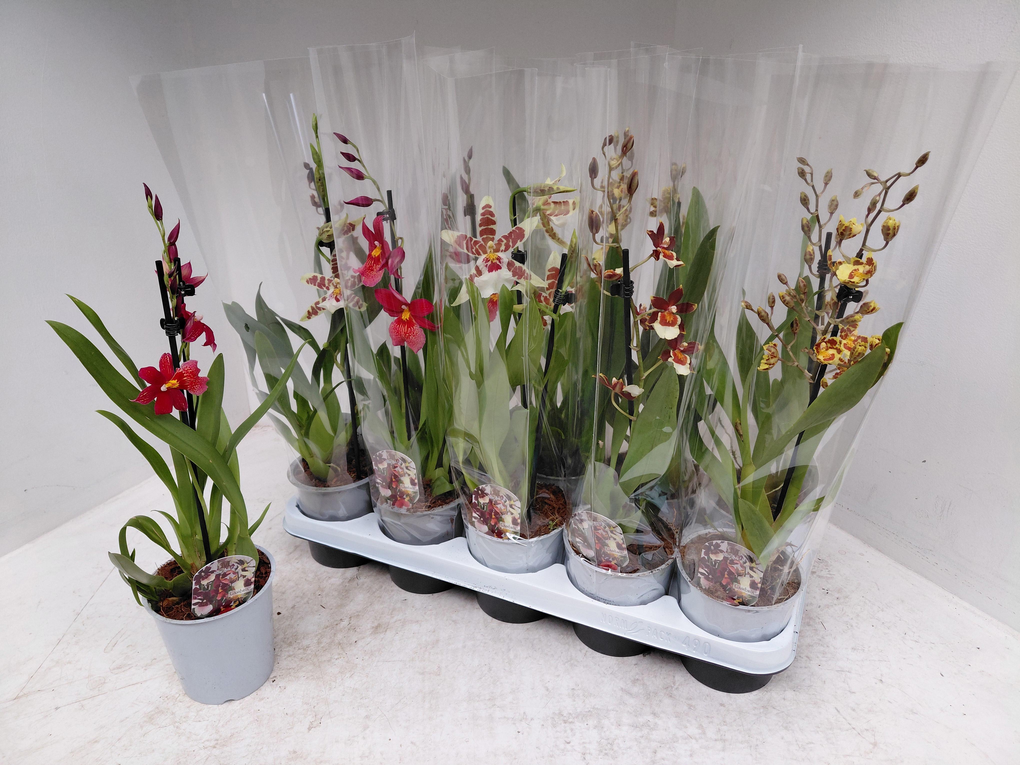 Горшечные цветы и растения оптом Cambria 2st Mix от 10шт из Голландии с доставкой по России