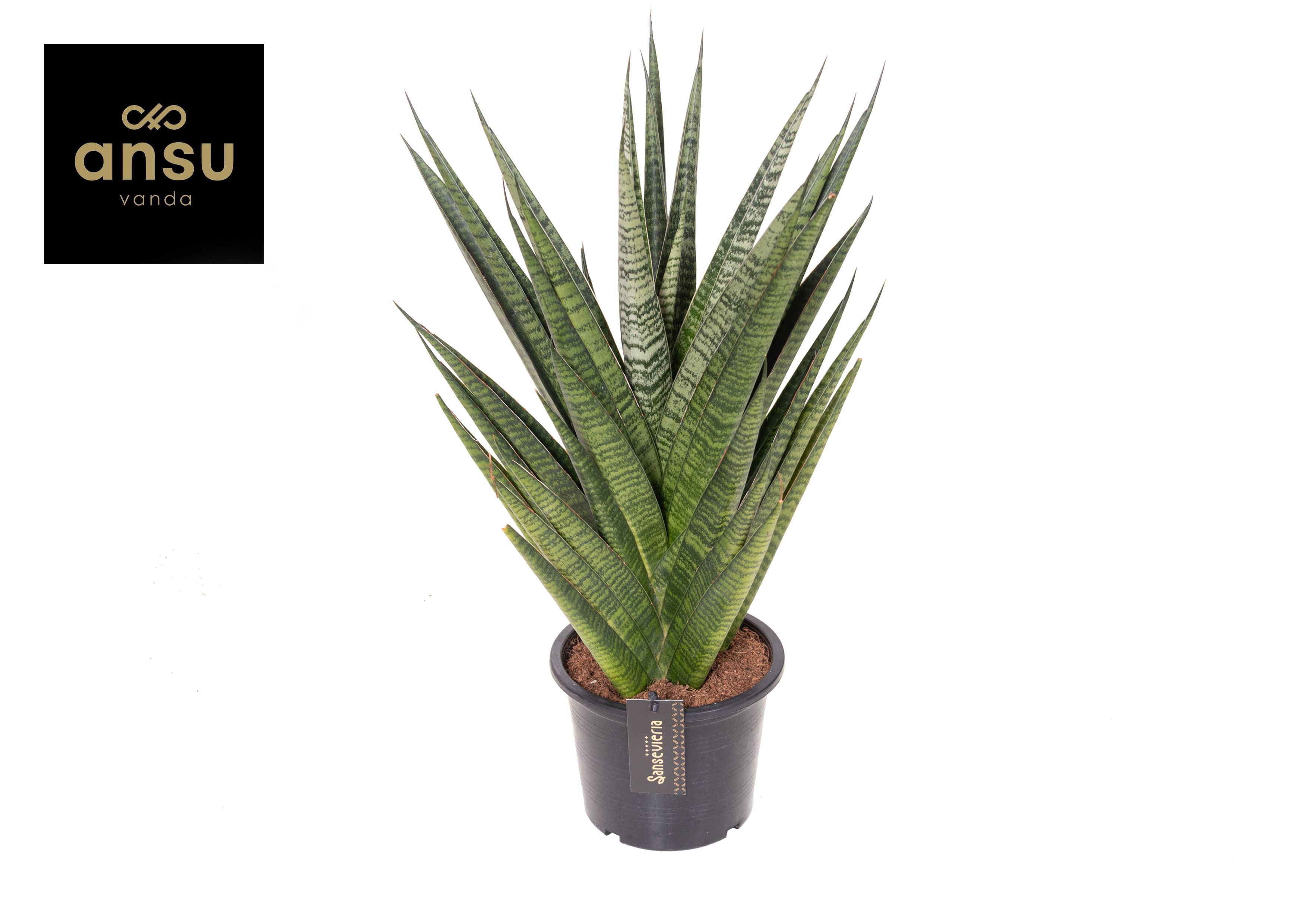Горшечные цветы и растения оптом Sansevieria Comet Queen Marble от 1шт из Голландии с доставкой по России