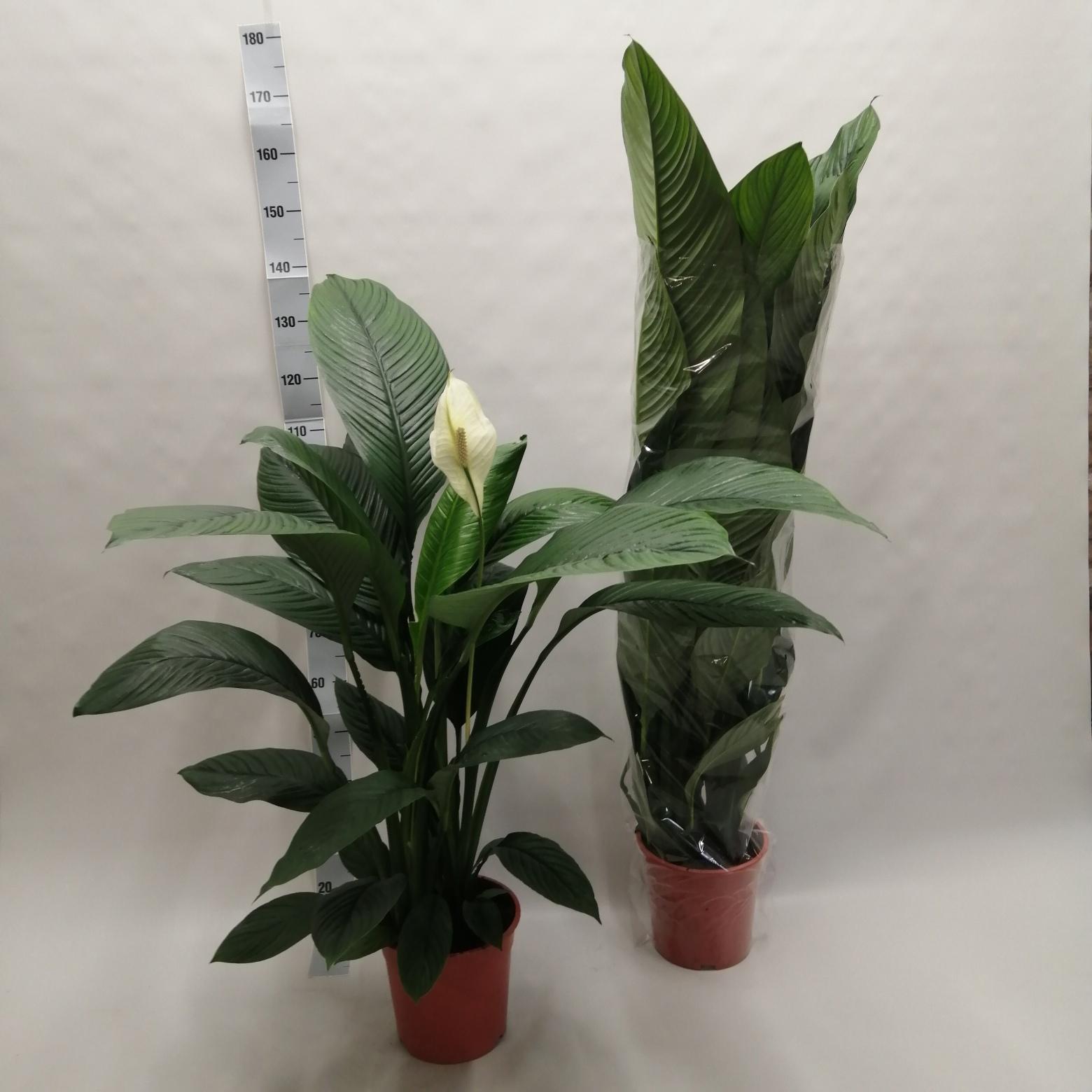 Горшечные цветы и растения оптом Spath Sensation от 1шт из Голландии с доставкой по России