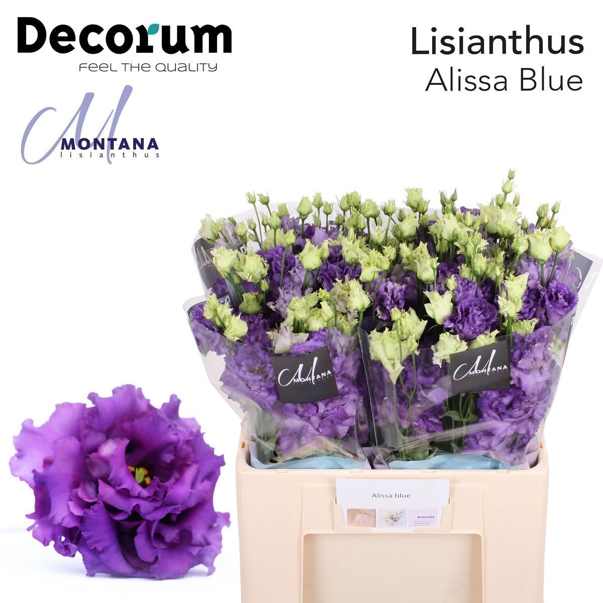 Срезанные цветы оптом Lisianthus do alissa blue от 20шт из Голландии с доставкой по России
