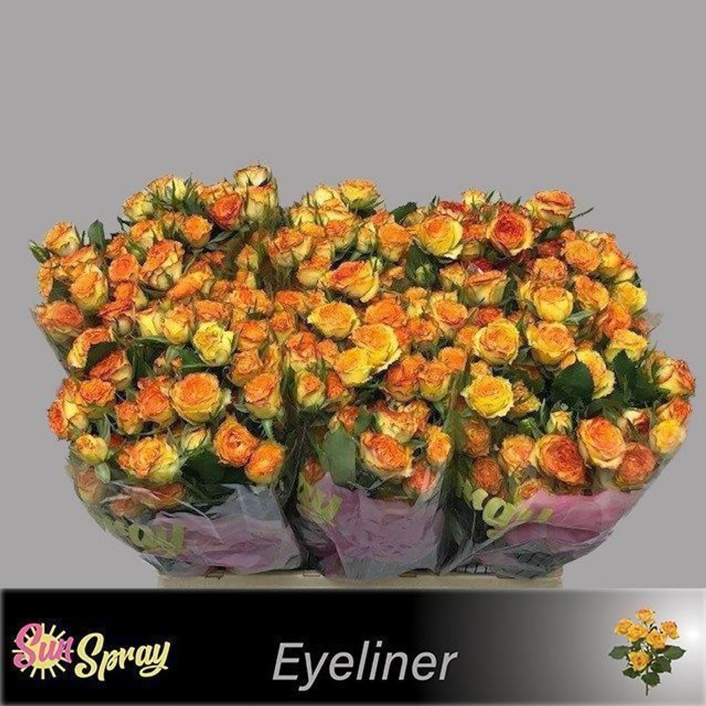 Срезанные цветы оптом Rosa spray eyeliner от 60шт из Голландии с доставкой по России