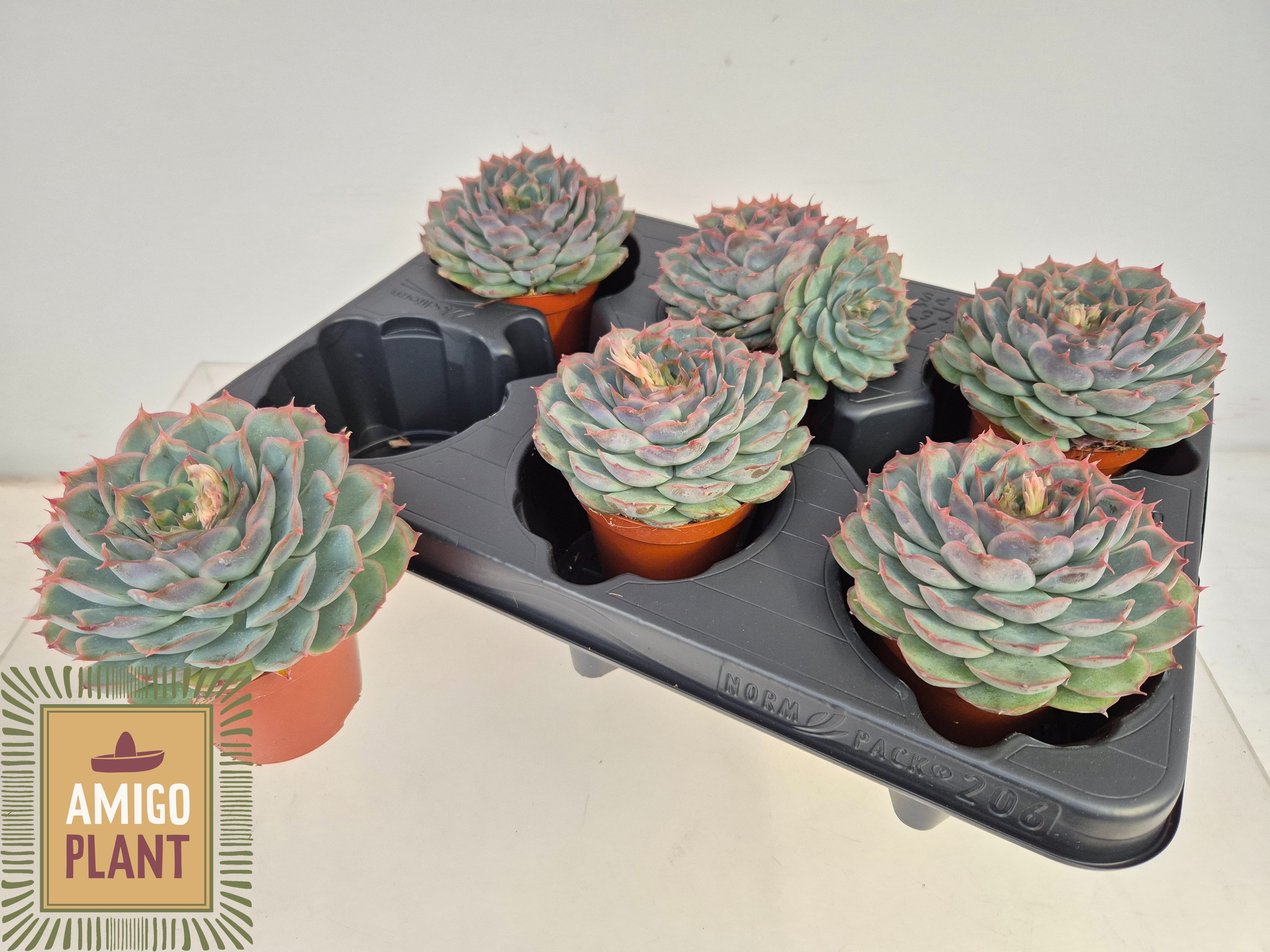 Горшечные цветы и растения оптом Echev Ov от 6шт (для телеги) из Голландии с доставкой по России