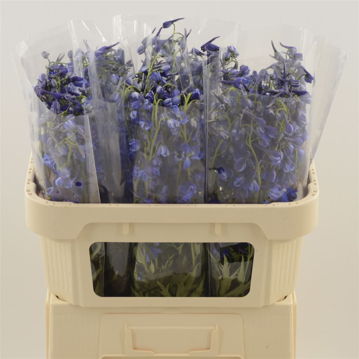 Срезанные цветы оптом Delphinium si deldonna blue от 60шт из Голландии с доставкой по России