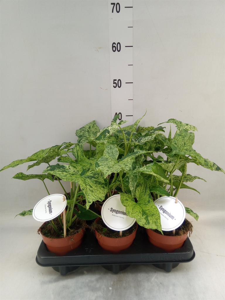 Горшечные цветы и растения оптом Syngonium   ... от 6шт из Голландии с доставкой по России